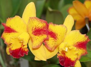 Rhyncholaeliocattleya Fordyce Prelude