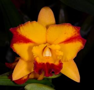 Rhyncholaeliocattleya Fordyce Prelude