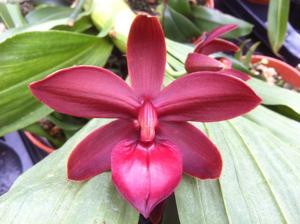 Cycnodes Jumbo Phoenix