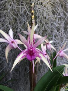 <i>Dendrobium</i> Gillieston Jazz