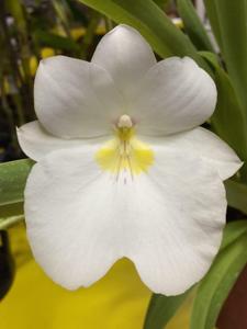 Miltoniopsis Rene Komoda