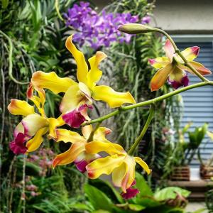 Encyphila Thelma Berg