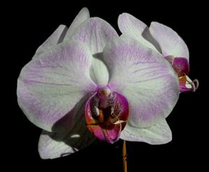 Phalaenopsis Newberry Parfait