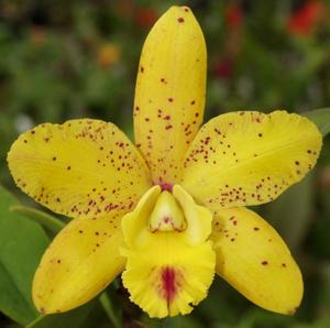 <i>Rhyncholaeliocattleya</i> Waikiki Jungle