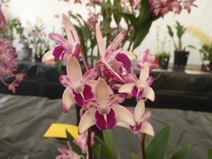 <i>Dendrobium</i> Cheeky