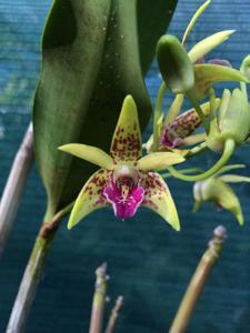 Dendrobium Jesmond Charm