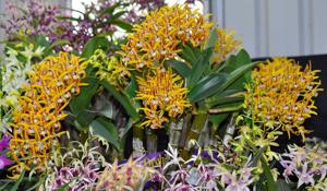 Dendrobium Avril's Gold