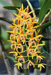 Dendrobium Avril's Gold