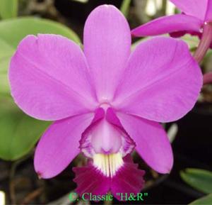 Cattleya Classic