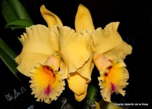 Rhyncholaeliocattleya Lyn Evans