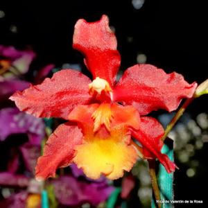 Oncostele Aloha Sparks