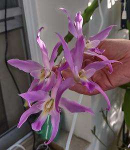 Laelia gouldiana