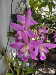 Laelia gouldiana