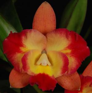 <i>Cattleya</i> Angel Eyes