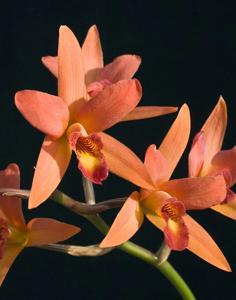 <i>Laeliocatanthe</i> Orange Embers