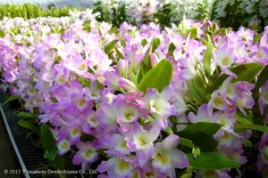 Dendrobium Fancy Angel