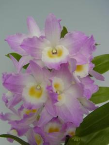 Dendrobium Fancy Angel