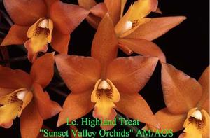 Laeliocatanthe Highland Treat