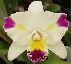 <i>Cattleya</i> Mari's Magic