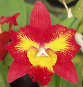 Cattleya Angel's Dream