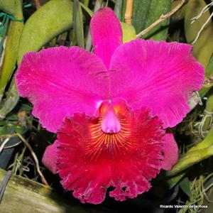 Rhyncholaeliocattleya Lawless Walküre
