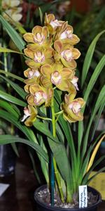 Cymbidium Drouin Masterpiece