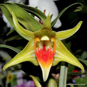 Dendrobium Peng Seng