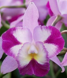 Cattleytonia Sacramento Splash