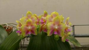 Phalaenopsis Joy Spring Canary