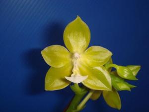<i>Phalaenopsis</i> Ho's Kuangfeng Glory