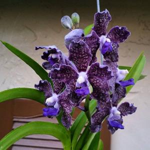 Vanda Sandra Gail Hatos