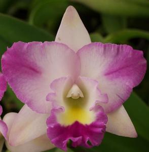 Rhyncatlaelia Picotee Passion