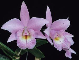 Cattleya Kiritsubo
