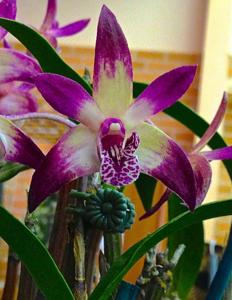 <i>Dendrobium</i> Saigon