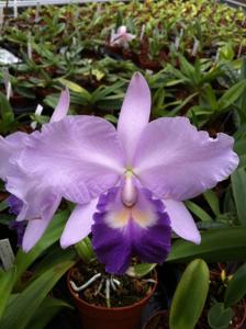 Cattleya Kazuko Takamatsu