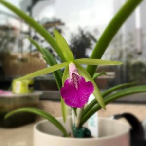 Brassocattleya Gulfshore's Beauty