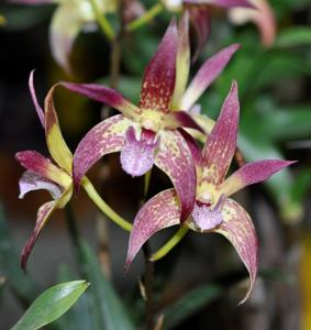 <i>Dendrobium</i> Mekong