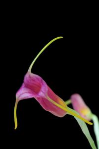 Masdevallia mystica