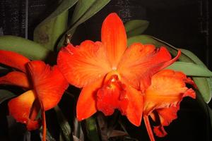 Cattleya Ayrton Senna