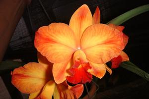 Cattleya Ayrton Senna