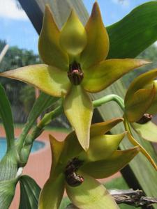 Cycnoches Jean E. Monnier