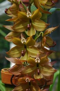 Cycnoches Jean E. Monnier