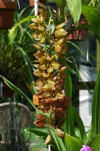 Cycnoches Jean E. Monnier