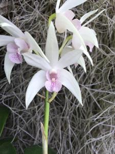 Dendrobium Bergen