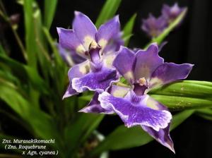 Zygonisia Murasakikomachi
