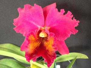<i>Rhyncholaeliocattleya</i> Ashlee Harry