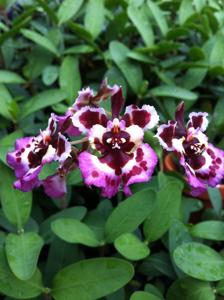 Tolumnia Jairak Rainbow