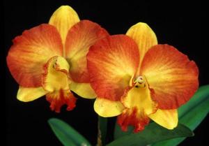 Rhyncattleanthe Pure Love