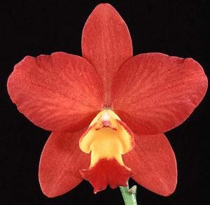 <i>Cattlianthe</i> Fire Jewel