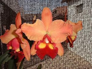 Rhyncholaeliocattleya Amazon Anniversary